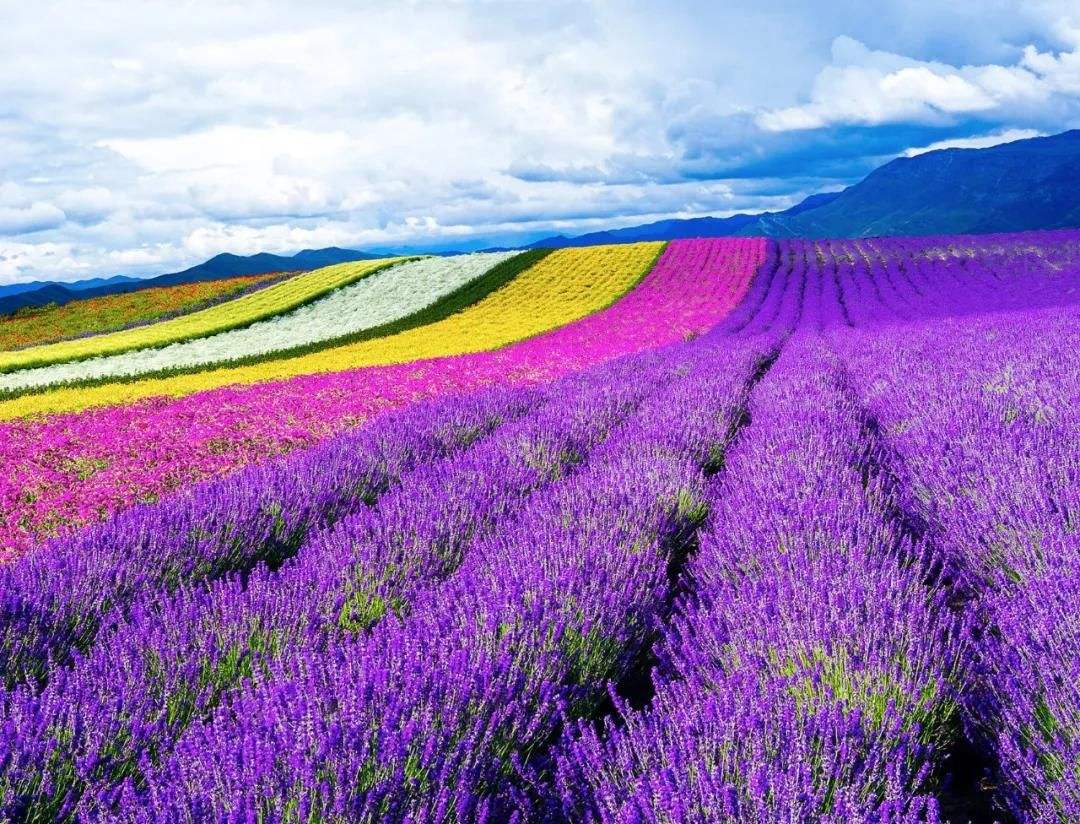 花海景观3.jpg