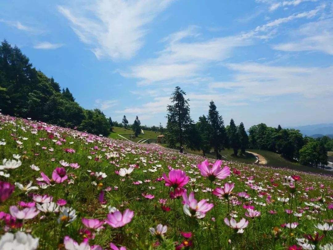 花海景观4.jpg