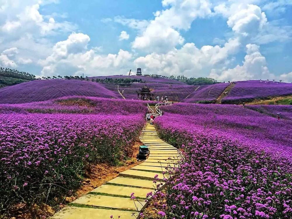花海景观5.jpg